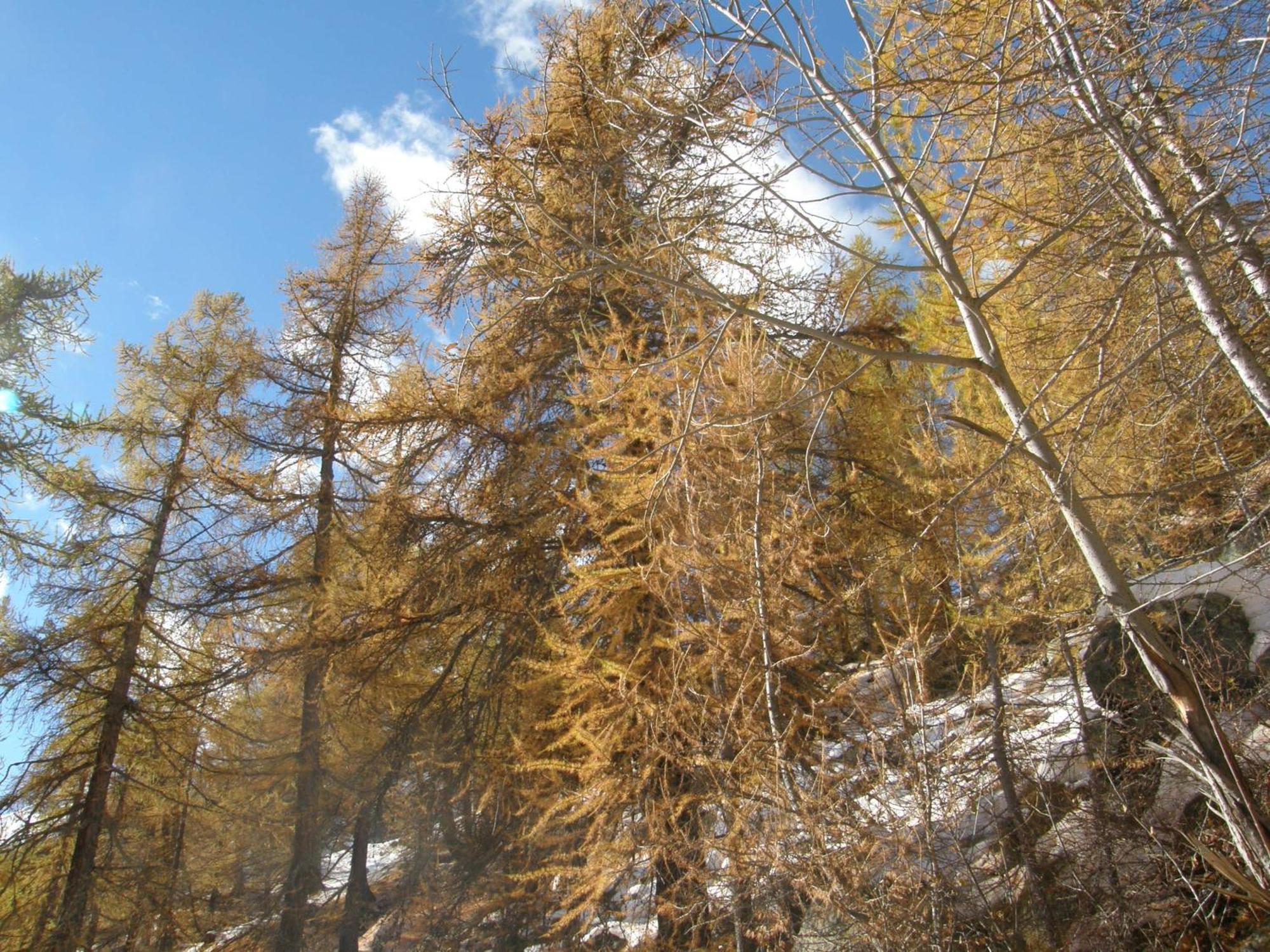 Hotel Gran Baita Gressoney-Saint-Jean Esterno foto